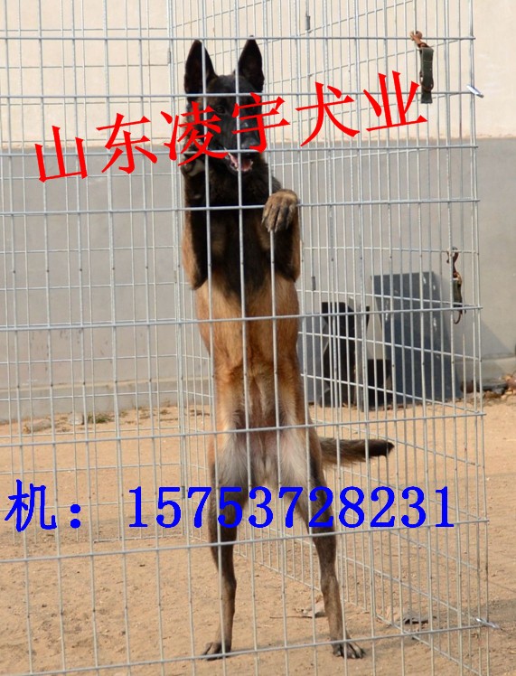 3个月马犬多少钱一只，全面解析马犬价格及其影响因素