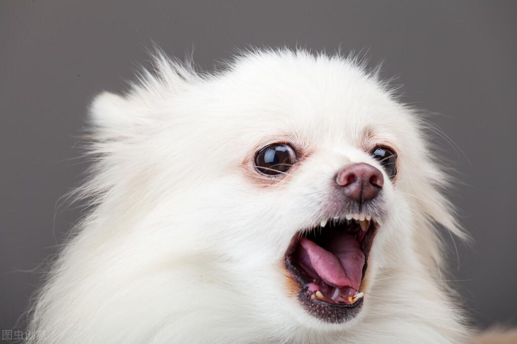 两个月的博美犬饮食指南，科学喂养，健康成长